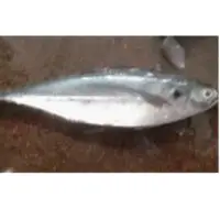 Horse Mackerel Fish