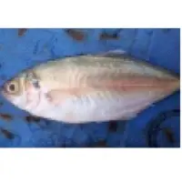 Scad Fish