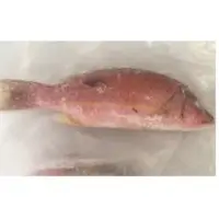 Lane Snapper