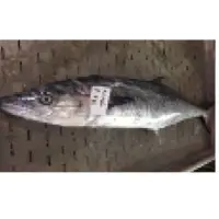 Spanish Mackerel