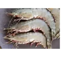 Tiger Shrimps