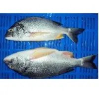Black Seabream