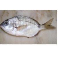 White Seabream