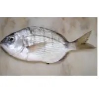 White Seabream