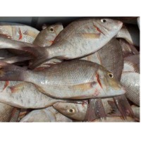 Emperor Fish