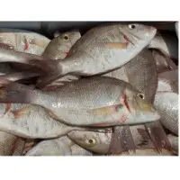 Emperor Fish