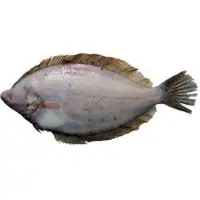 Flounder Sole Fish