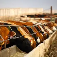 Fattening And Slaughter