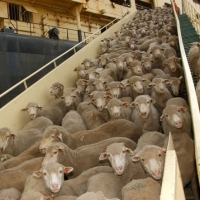 Sheep And Lamb