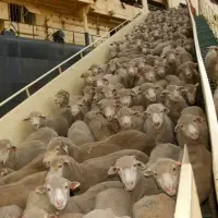 Sheep And Lamb