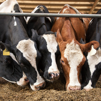 Breeding Cattle