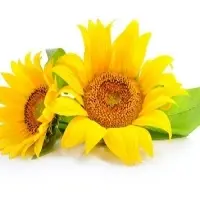 Organic Sunflower Lecithin Non GMO Organic