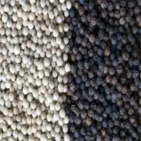 Pepper