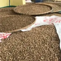 Cardamom