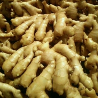 Ginger