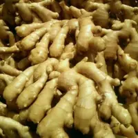 Ginger