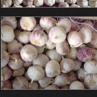 Fresh Garlic