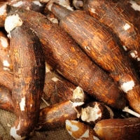 Fresh Cassava