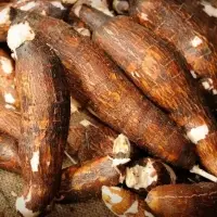 Fresh Cassava