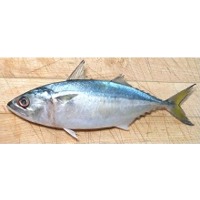 Indian Mackerel
