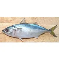 Indian Mackerel