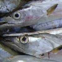 Ribbon Fish