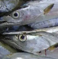 Ribbon Fish