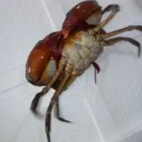 Live Mud Crab