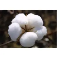 Raw Cotton