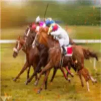 Silica Sand For Horse Racing Track