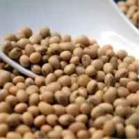 Soyabean