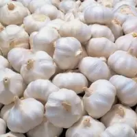 Fresh Garlic