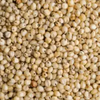 Sorghum