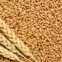 Wheat