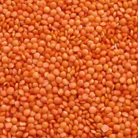 Red Masoor