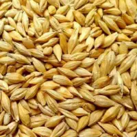 Barley Seeds