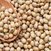 Soybean