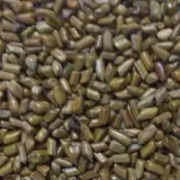 Cassia Tora Seeds