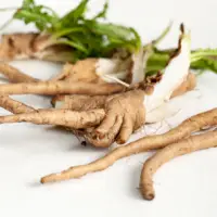 Chicory