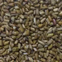 Cassia Torea
