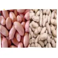 Ground Nut