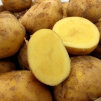 Nagasaki Kogane (Potato)