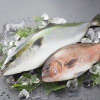 Fresh Fish