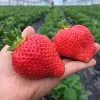 Organic Strawberry(AMAOU)