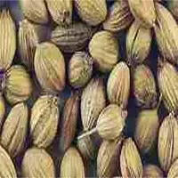 Coriander Seeds