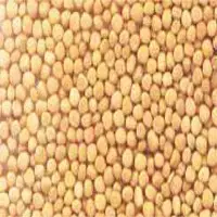 Mustard Seeds