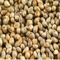 Pearl Millet