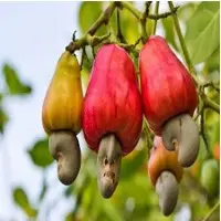 Raw Cashew Nut
