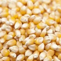 Yellow Corn Animal Feed