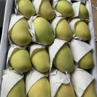 Cambodian Mango